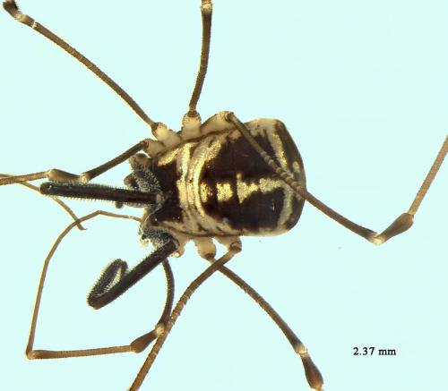 Réf. 242 086 : Mitostoma pyrenaeum